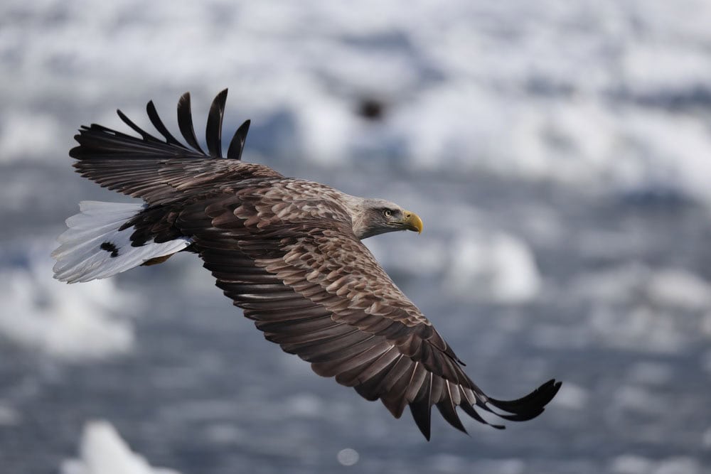 A Voyage into Self-Realization